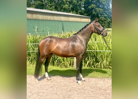 Duitse rijpony, Merrie, 3 Jaar, 144 cm, Donkerbruin