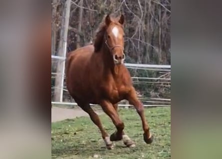 Duitse rijpony, Merrie, 3 Jaar, 144 cm, Vos