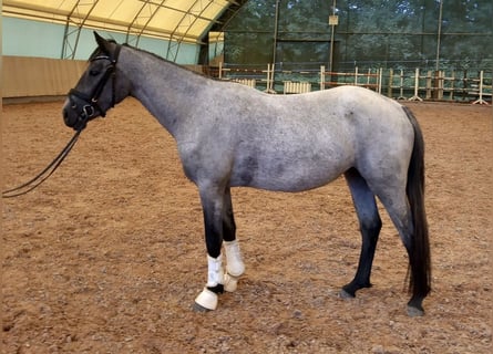 Duitse rijpony, Merrie, 3 Jaar, 144 cm, Zwartschimmel