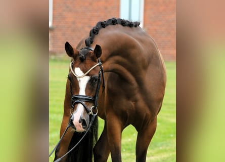 Duitse rijpony, Merrie, 3 Jaar, 145 cm, Bruin