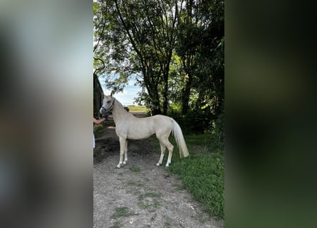 Duitse rijpony, Merrie, 3 Jaar, 145 cm, Palomino