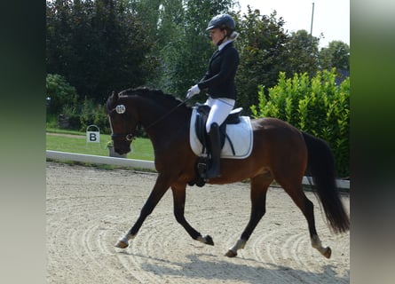 Duitse rijpony, Merrie, 3 Jaar, 146 cm, Bruin