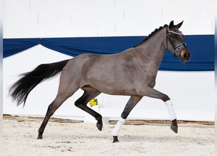 Duitse rijpony, Merrie, 3 Jaar, 146 cm, Donkerbruin