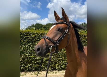 Duitse rijpony, Merrie, 3 Jaar, 146 cm