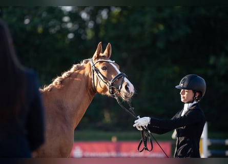 Duitse rijpony, Merrie, 3 Jaar, 146 cm, Vos