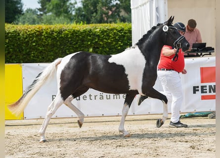 Duitse rijpony, Merrie, 3 Jaar, 147 cm, Gevlekt-paard