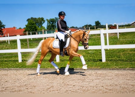 Duitse rijpony, Merrie, 3 Jaar, 147 cm, Palomino