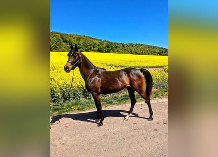 Duitse rijpony Mix, Merrie, 3 Jaar, 148 cm, Donkerbruin