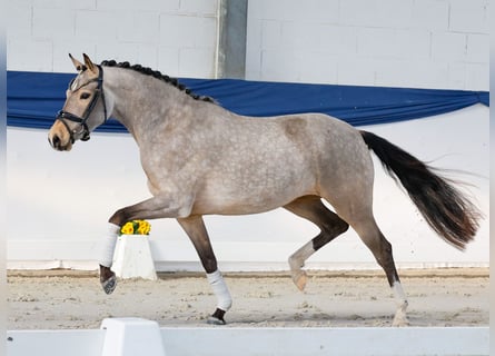 Duitse rijpony, Merrie, 3 Jaar, 148 cm, Falbe