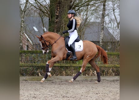 Duitse rijpony, Merrie, 3 Jaar, 152 cm, Vos