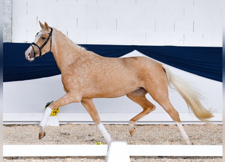 Duitse rijpony, Merrie, 3 Jaar, 155 cm, Palomino