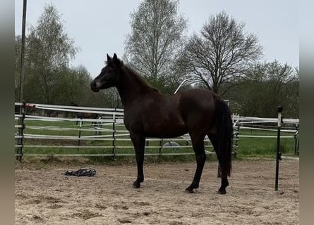 Duitse rijpony, Merrie, 3 Jaar, Zwartbruin