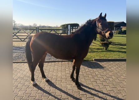 Duitse rijpony, Merrie, 4 Jaar, 140 cm, Bruin