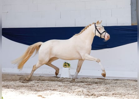 Duitse rijpony, Merrie, 4 Jaar, 142 cm, Cremello