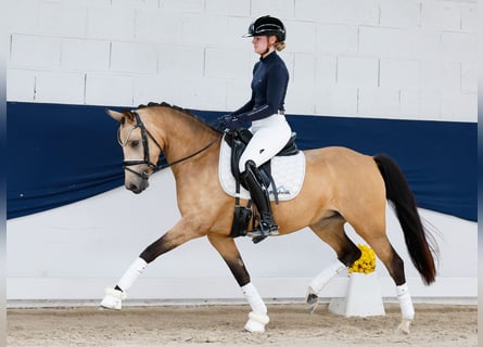 Duitse rijpony, Merrie, 4 Jaar, 142 cm, Falbe