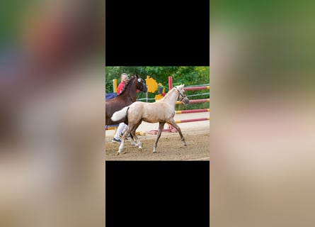 Duitse rijpony, Merrie, 4 Jaar, 142 cm, Vos