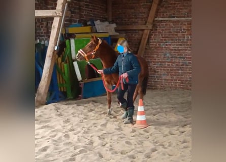Duitse rijpony, Merrie, 4 Jaar, 142 cm, Vos