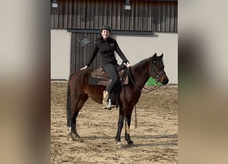 Duitse rijpony, Merrie, 4 Jaar, 143 cm, Bruin