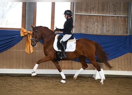 Duitse rijpony, Merrie, 4 Jaar, 143 cm, Vos