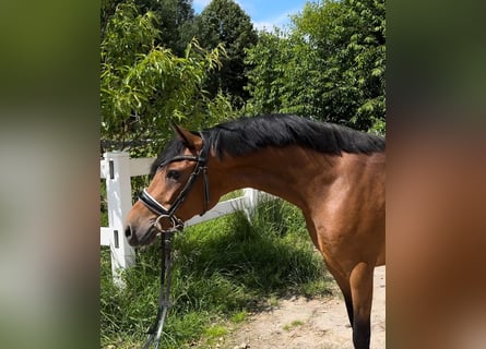 Duitse rijpony, Merrie, 4 Jaar, 144 cm, Brauner