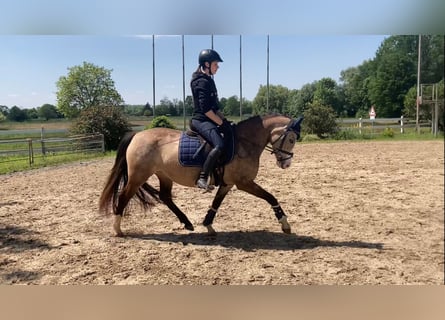 Deutsches Reitpony, Stute, 4 Jahre, 144 cm, Falbe