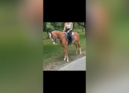 Duitse rijpony, Merrie, 4 Jaar, 144 cm, Vos