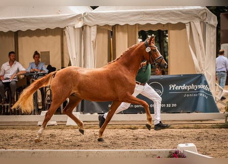 Duitse rijpony, Merrie, 4 Jaar, 144 cm, Vos