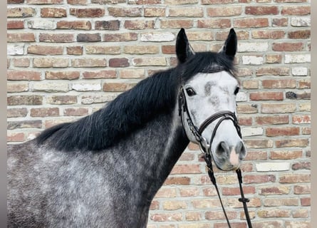 Duitse rijpony, Merrie, 4 Jaar, 145 cm, Appelschimmel