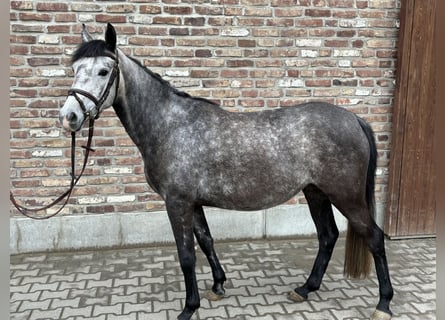 Duitse rijpony, Merrie, 4 Jaar, 145 cm, Appelschimmel