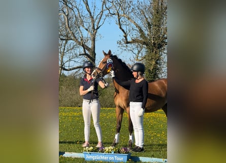 Duitse rijpony, Merrie, 4 Jaar, 145 cm, Bruin