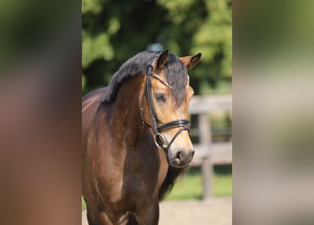 Duitse rijpony, Merrie, 4 Jaar, 145 cm, Buckskin