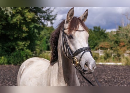 Duitse rijpony, Merrie, 4 Jaar, 145 cm, Buckskin