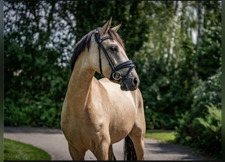 Duitse rijpony, Merrie, 4 Jaar, 145 cm, Falbe