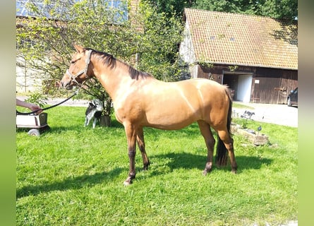 Duitse rijpony, Merrie, 4 Jaar, 145 cm, Falbe