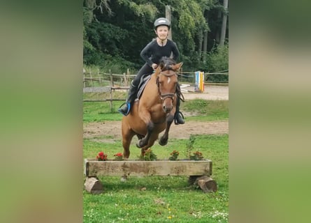 Duitse rijpony, Merrie, 4 Jaar, 145 cm, Falbe