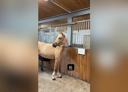 Duitse rijpony, Merrie, 4 Jaar, 145 cm, Palomino