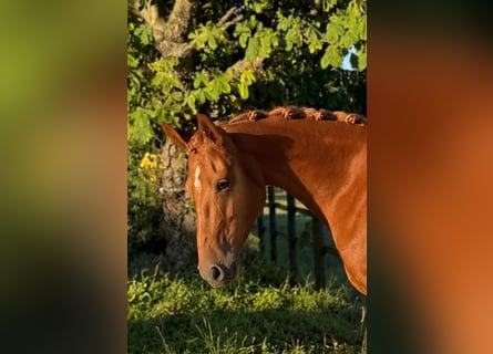 Duitse rijpony, Merrie, 4 Jaar, 146 cm