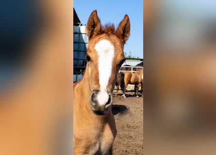 Duitse rijpony, Merrie, 4 Jaar, 146 cm, Falbe