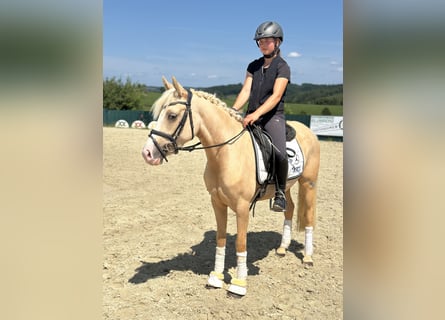 Duitse rijpony, Merrie, 4 Jaar, 146 cm, Palomino