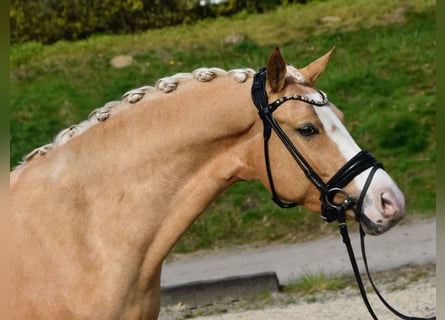 Duitse rijpony, Merrie, 4 Jaar, 146 cm, Palomino