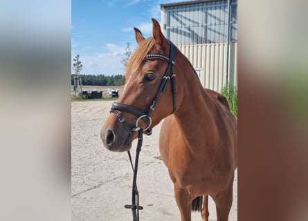 Duitse rijpony, Merrie, 4 Jaar, 146 cm, Vos