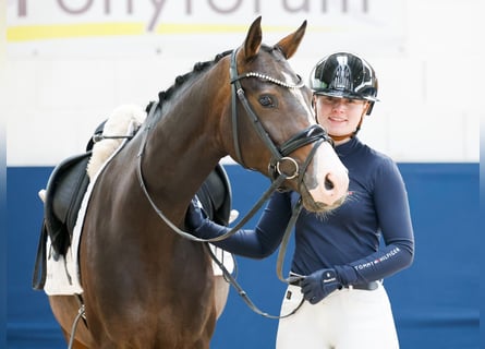 Duitse rijpony, Merrie, 4 Jaar, 146 cm, Zwartbruin