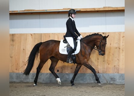 Duitse rijpony, Merrie, 4 Jaar, 147 cm, Brauner