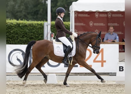 Duitse rijpony, Merrie, 4 Jaar, 147 cm, Bruin
