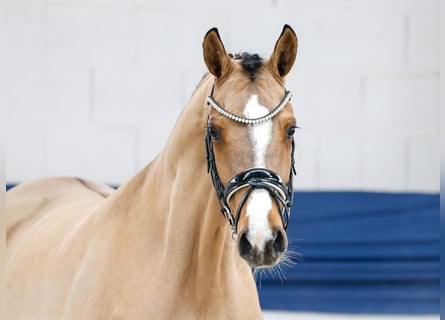 Duitse rijpony, Merrie, 4 Jaar, 147 cm, Falbe