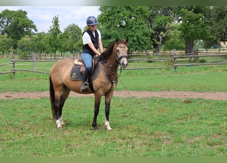 Duitse rijpony Mix, Merrie, 4 Jaar, 147 cm, Falbe