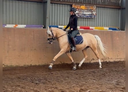 Duitse rijpony, Merrie, 4 Jaar, 147 cm, Palomino