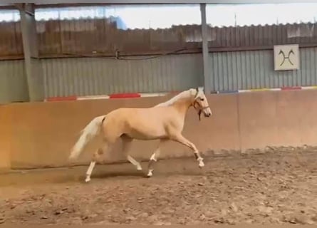 Duitse rijpony, Merrie, 4 Jaar, 147 cm, Palomino