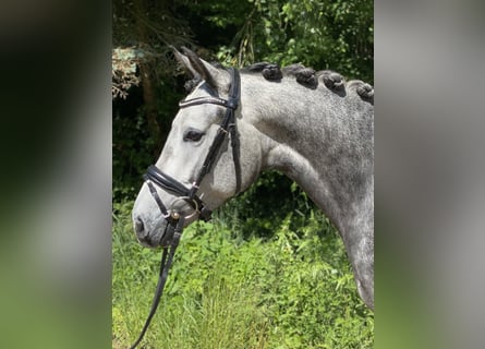 Duitse rijpony, Merrie, 4 Jaar, 147 cm, Schimmel