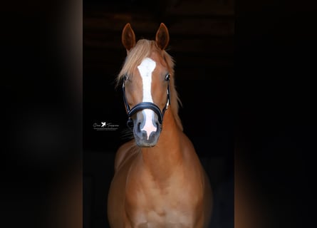 Duitse rijpony, Merrie, 4 Jaar, 147 cm, Vos